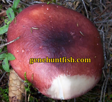 Poison Mushroom
